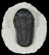 Lot - Assorted Trilobite Fossils #39222-1